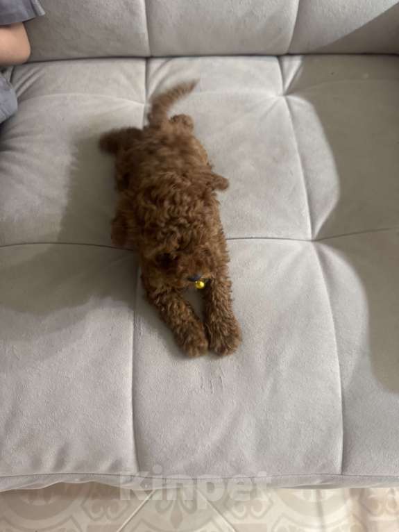 Собаки в Москве: Той пудель мальчик 💛 Мальчик, 60 000 руб. - фото 2