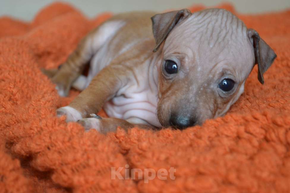 Собаки в Москве: Красно-соболиный мальчик агт Мальчик, 50 руб. - фото 5