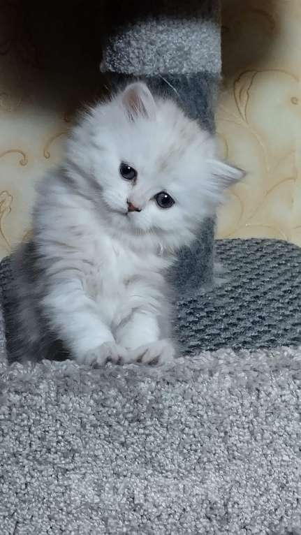 Кошки в Дзержинском: Шотландская девочка в мраморном окрасе Девочка, 45 000 руб. - фото 3