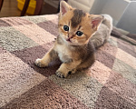 Кошки в Ростове-на-Дону: Котята Девочка, 8 000 руб. - фото 3
