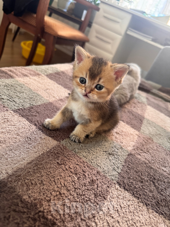 Кошки в Ростове-на-Дону: Котята Девочка, 8 000 руб. - фото 3