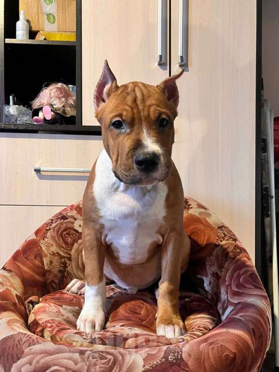 Собаки в Москве: Красивый мальчик амстаффа Мальчик, 70 000 руб. - фото 4