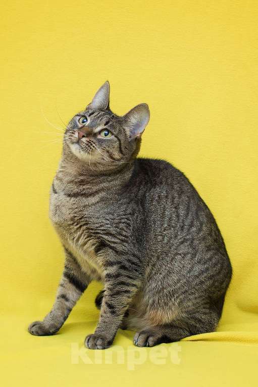 Кошки в Москве: Забавнее кошку не найдете Девочка, Бесплатно - фото 4