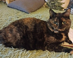 Кошки в Люберцах: Зиночка, 8 лет. Девочка, Бесплатно - фото 1