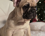 Собаки в Москве: Французский бульдог мальчик Мальчик, 40 000 руб. - фото 2