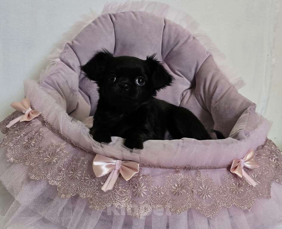 Собаки в Кемерово: Щенок чихуахуа Девочка, 50 000 руб. - фото 2