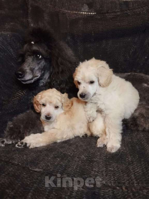 Собаки в Санкт-Петербурге: Пудель средний Девочка, 90 000 руб. - фото 5