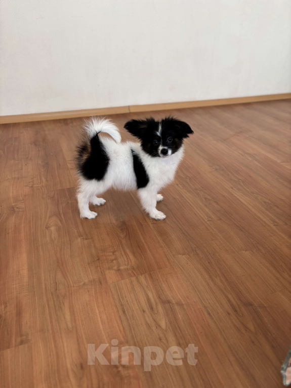 Собаки в Санкт-Петербурге: Яркий мальчик папильон/папийон, Бэрри Мальчик, 50 000 руб. - фото 4