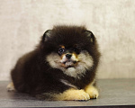 Собаки в Солнечногорске: Продажа померанского щенка  Мальчик, Бесплатно - фото 5