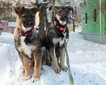 Собаки в Раменском: САМУРАЙ (СЭМ) Мальчик, 500 руб. - фото 5