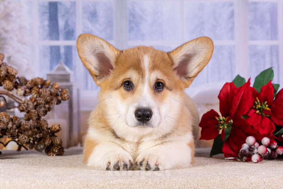 Собаки в других городах Ярославской области: Вита Приора Мавруд Мальчик, 80 000 руб. - фото 3