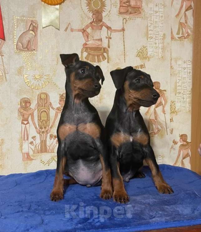 Собаки в других городах Ленинградской области: Породные щенки цвергпинчера Девочка, 40 000 руб. - фото 4