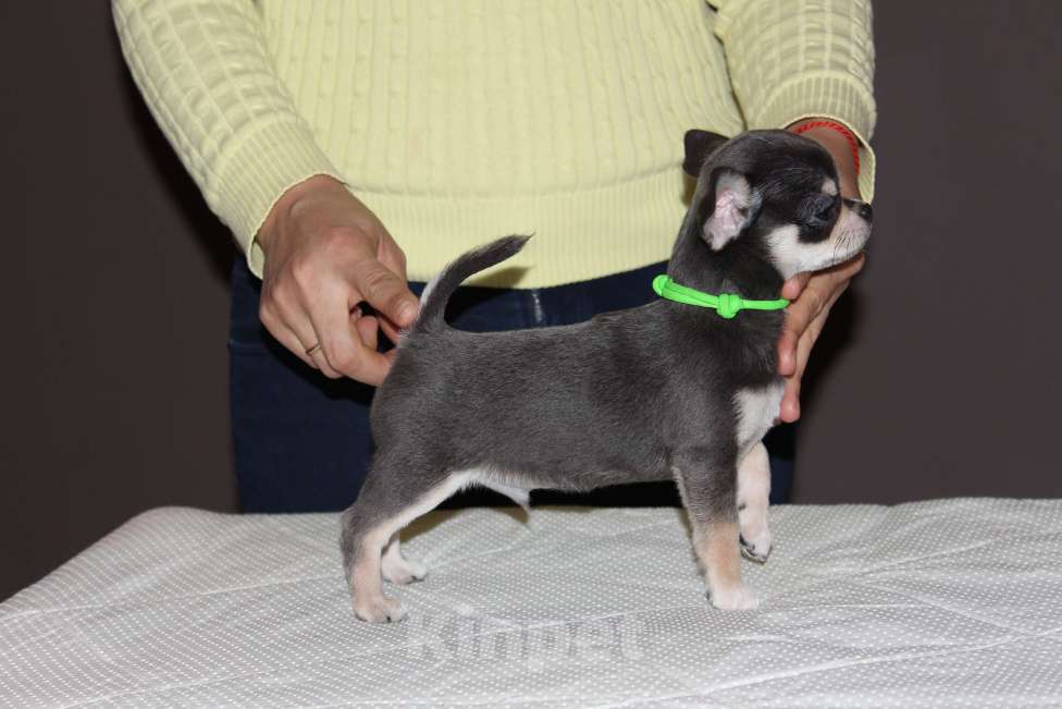 Собаки в Санкт-Петербурге: Шикарный голубой мальчик Мальчик, 50 000 руб. - фото 1