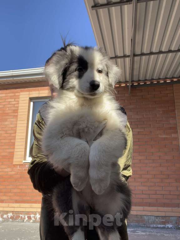 Собаки в Ростове-на-Дону: Щенок Девочка, 50 000 руб. - фото 2