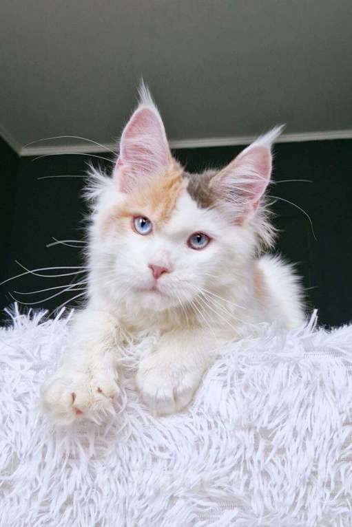 Кошки в Москве: котенок мейн кун голубые глаза с гетерохромией Девочка, 120 000 руб. - фото 3