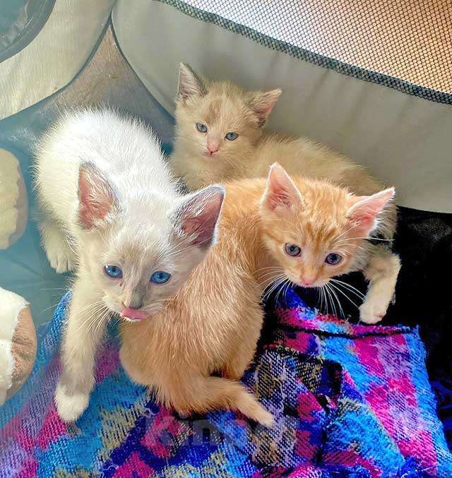 Кошки в Москве: Бесподобные крохи-котята ищут дом Мальчик, Бесплатно - фото 2