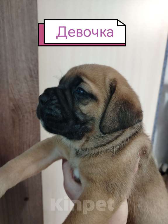 Собаки в других городах Краснодарского края: Щенок кане-корсо  Девочка, 20 000 руб. - фото 1