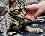Кошки в Санкт-Петербурге: Котенок в беде Мальчик, Бесплатно - фото 2