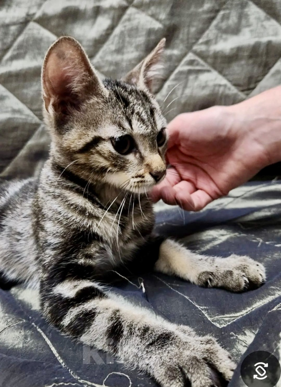 Кошки в Санкт-Петербурге: Котенок в беде Мальчик, Бесплатно - фото 2