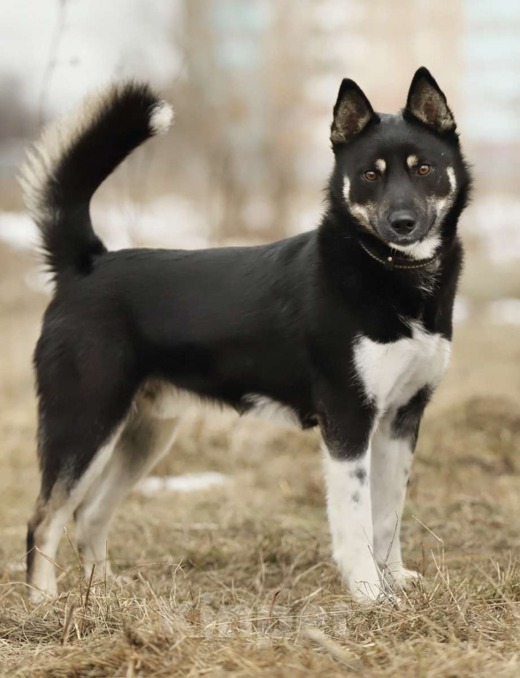 Собаки в Москве: Миниатюрный овчар в дар Мальчик, Бесплатно - фото 2