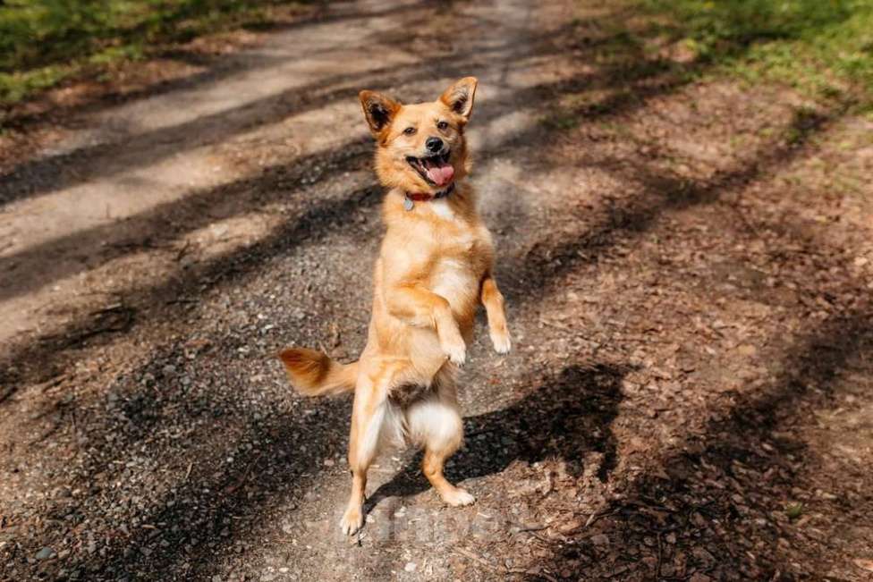 Собаки в Москве: Финский шпиц Лиса в добрые руки Девочка, 1 руб. - фото 4