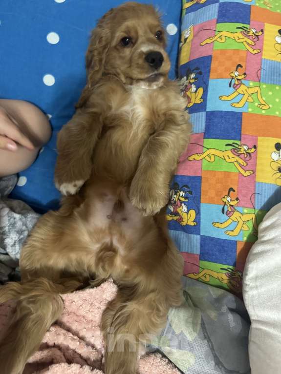 Собаки в Подольске: Продаю очаровательного малыша Мальчик, 20 000 руб. - фото 1