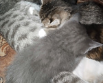 Кошки в Химках: Кошки в добрые руки Девочка, Бесплатно - фото 2