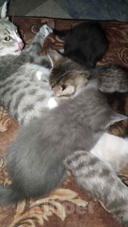 Кошки в Химках: Кошки в добрые руки Девочка, Бесплатно - фото 2