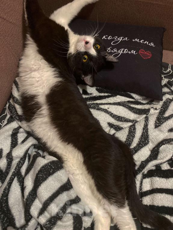 Кошки в Москве: Кот диего Мальчик, Бесплатно - фото 4