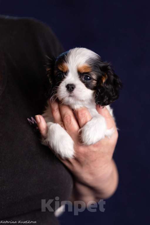 Собаки в Москве: Девочка триколор Девочка, Бесплатно - фото 3