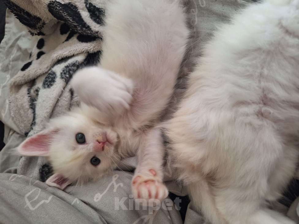 Кошки в Санкт-Петербурге: Котята мейн кун Девочка, 17 000 руб. - фото 5