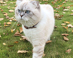 Кошки в Мытищах: Кот на вязку, 3 000 руб. - фото 3