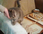 Кошки в Камызяке: У кошечки умерла хозяйка, Бесплатно - фото 8