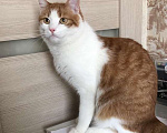 Кошки в Москве: Крупный рыжий кот с золотыми глазами Валера в добрые руки Мальчик, Бесплатно - фото 1