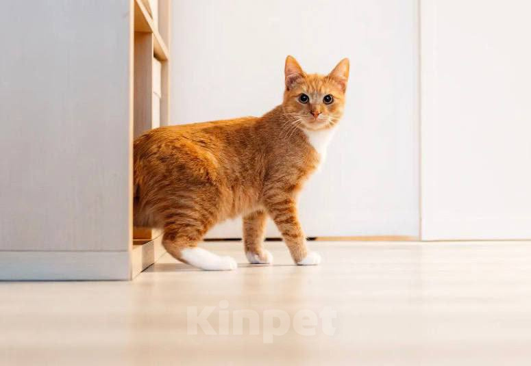 Кошки в Химках: Котенок в добрые руки Мальчик, Бесплатно - фото 2