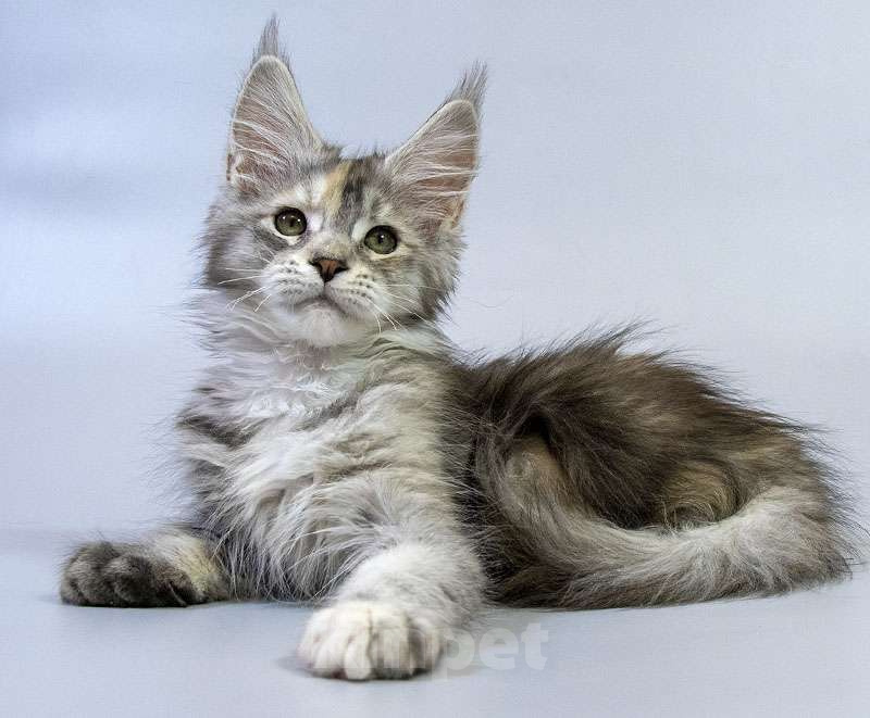 Кошки в Москве: Котенок мейн кун Девочка, Бесплатно - фото 2