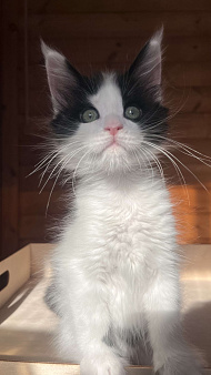 Мальчик ранее бронирование