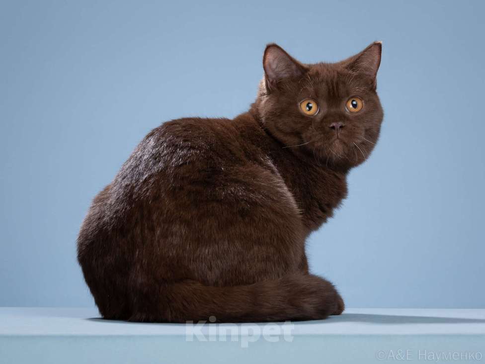 Кошки в Одинцово: Британская кошка Девочка, 25 000 руб. - фото 2