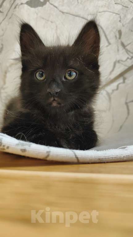 Кошки в Москве: Милый котенок в добрые руки  Мальчик, 100 руб. - фото 4