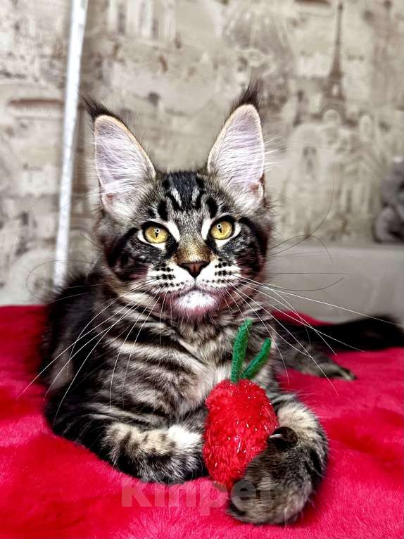 Кошки в Москве: Девочка черный мрамор Девочка, 60 000 руб. - фото 1