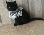 Кошки в Шатуре: Котята ищут дом Разнополые, Бесплатно - фото 1