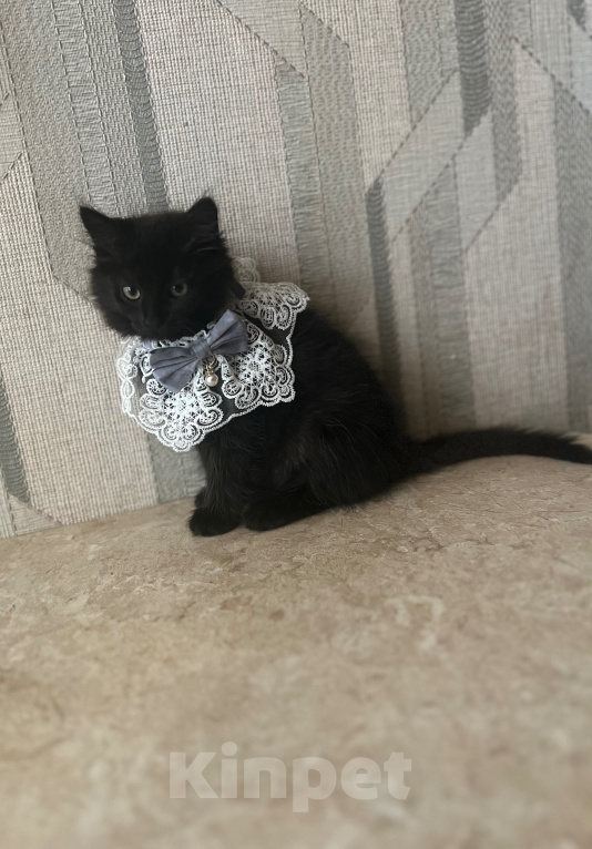 Кошки в Шатуре: Котята ищут дом Разнополые, Бесплатно - фото 1