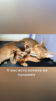 Объявление: Абиссинские котята, 70 000 руб., Москва