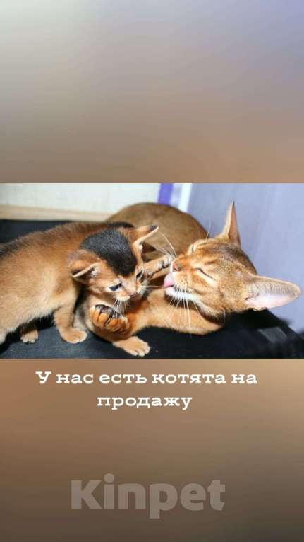 Кошки в Москве: Абиссинские котята Мальчик, 70 000 руб. - фото 1