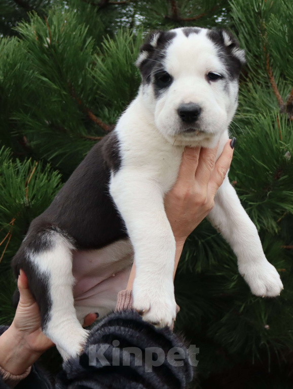 Собаки в Краснодаре: Щенок САО Девочка, 60 000 руб. - фото 1