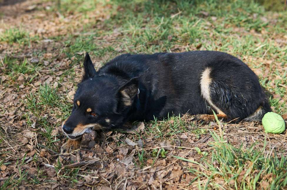 Собаки в Москве: Санта Мальчик, Бесплатно - фото 3