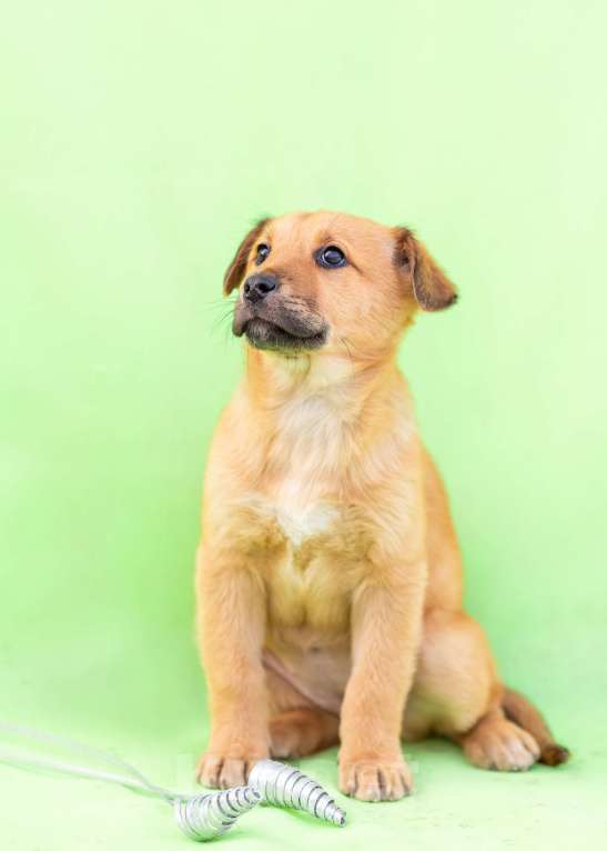 Собаки в других городах Московской области: Щенок Мира в добрые руки Девочка, Бесплатно - фото 7