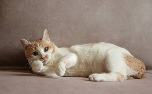 Шикарные молодые котики и кошечки (1 г.) в дар