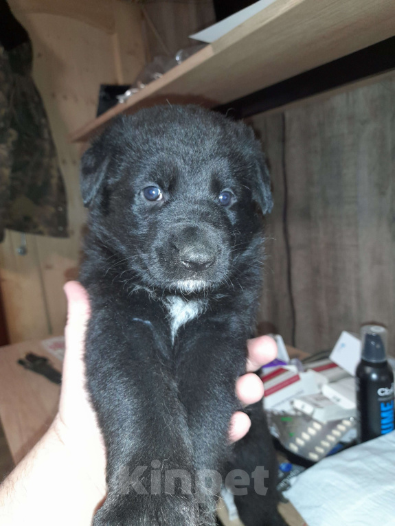 Собаки в других городах Московской области: Щенок немецкой овчарки Девочка, 10 000 руб. - фото 3