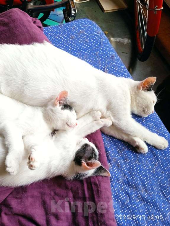 Кошки в Санкт-Петербурге: Котенок Мальчик, Бесплатно - фото 4